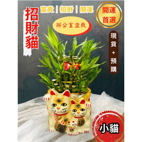 旺財招財植物風水|招財室內植物指南：輕鬆種植，旺家旺財的8種好運植。